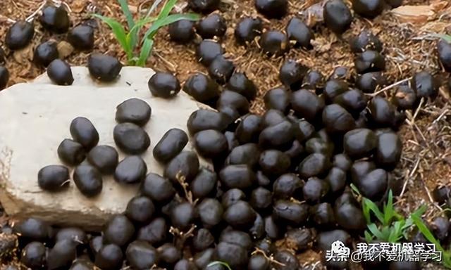 蜣螂算法(原理)