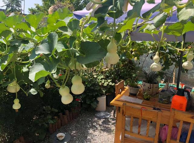 家庭如何种植手捻葫芦,你会把玩,但是会自己种植吗