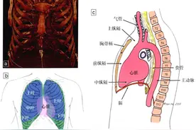 心脏解剖与影像概述：心脏大体解剖图片