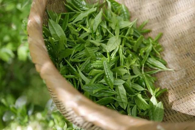 八首中国最美茶诗，满满茶香飘溢