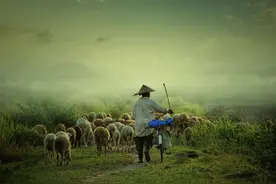 羊群走失一天一夜 警犬一个半小时找回图片