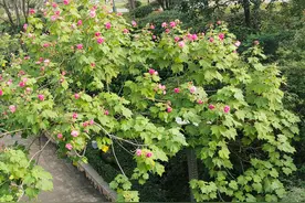 《子、巳》——《干支第一义》之十二图片