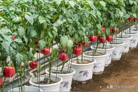 如何让黄瓜、辣椒结果多？几个不用肥料的笨办法，产量增加三成图片