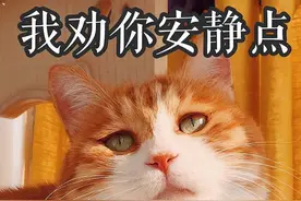 养“黄狸猫”能有多“香”，养过的人都说捡到宝图片