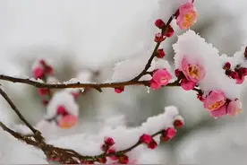 苏东坡的浪漫——“雪中春信”图片