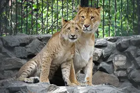 野生动物也会杂交，其后代究竟有多惨？我们可以禁止动物杂交吗？图片