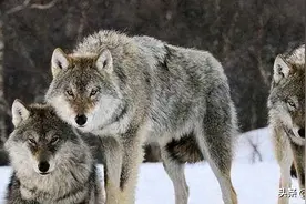 武汉动物园狼王失恋，园方让大黄狗进笼陪伴，网友：这简直是送死图片