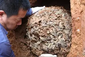 浙江大坝挖出百万只白蚁，生长时间超10年，连钢筋水泥都能啃穿？图片