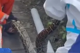 吓人！50斤巨蟒在工业园冷凝管下安家图片