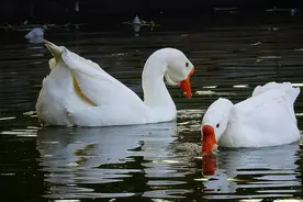 为何动物都怕鹅？有鹅的地方没有蛇？鹅的真实面貌超出大家的想象图片