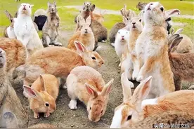 高萌预警，萌兔乐园撸兔兔图片