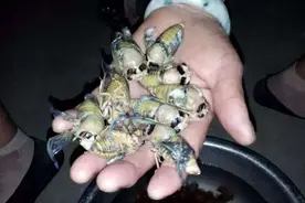 “知了猴”体内有病毒？吃知了猴对身体到底有没有危害？告诉你图片