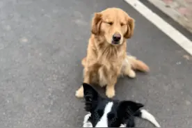 边牧因吃醋把路痴金毛骗出门，无数网友帮主人找狗图片