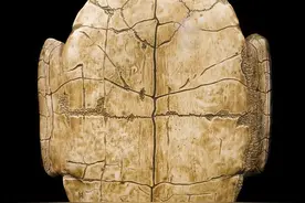 甲骨文中的十进制：三千年前的数学智慧实证图片