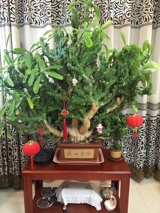 麒麟掌怎样养才能发新芽-百科小世界