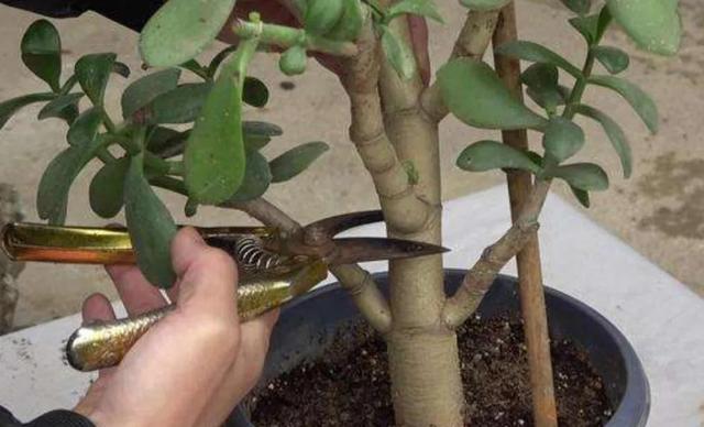 什么花出胶 2025年请问什么花