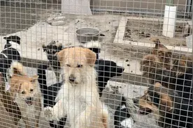 田园犬体内被打进两颗钢珠，究竟是什么人会下如此狠手图片