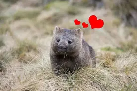 澳洲土肥圆，7天挖90米深洞穴，屁股似钢盔，火灾中挽救无数动物图片