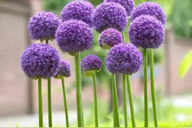 15款绝世可爱的球根花卉，有手就能种，撑起冬春花园的颜值图片