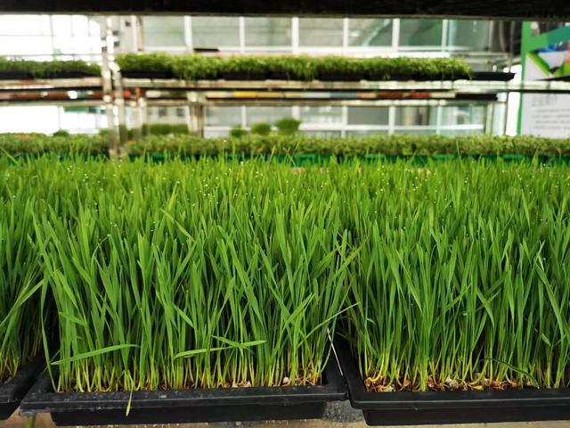 水培牧草产量高，节省土地资源，省时省人工