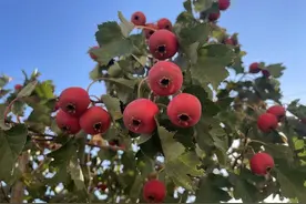 大港二号院小学：童言童语话山楂 携手劳动创幸福图片