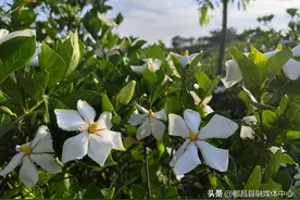 江西都昌：3000亩栀子花铺就“致富路”图片