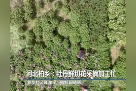 河北柏乡：牡丹鲜切花采摘加工忙图片