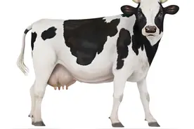 奶牛胎衣不下若干病因的调查图片