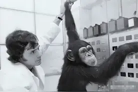 苏联“人猿杂交”实验：5名女孩与11只猩猩参与，最终结局如何？图片