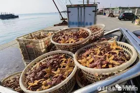 “派大星”​又来了！胶州湾出动渔船日捕上万斤​！一上岸就被打包一空图片