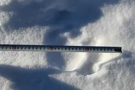 爪长20cm、步跨75cm！黑龙江惊现巨大动物足迹，究竟是何物种？图片