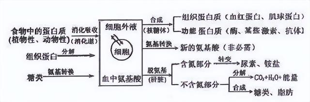 糖类、脂肪、蛋白质的代谢