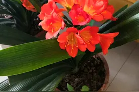 马上立夏，君子兰记住“5不要”，让它夏季也能叶子绿油油图片
