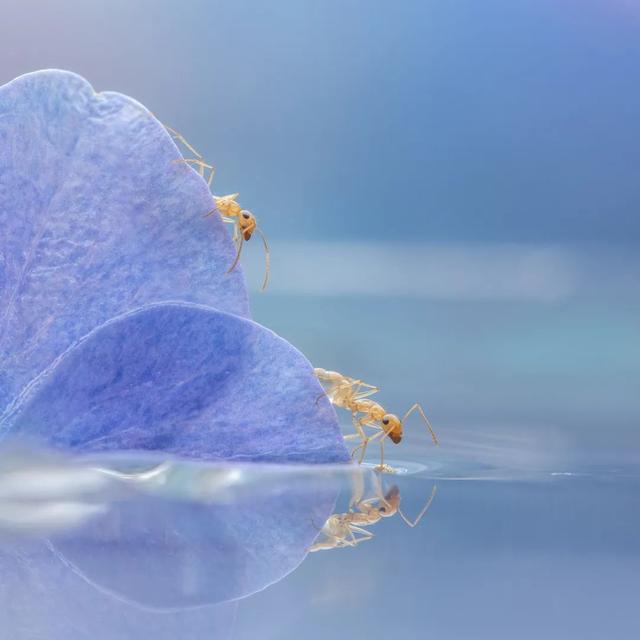 太震撼！适马105mm微距镜头下的梦幻蚂蚁王国