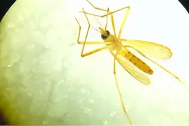 辽宁首次捕获4只金色蚊子，是属于黄色轲蚊，不吸血但依然要警惕图片