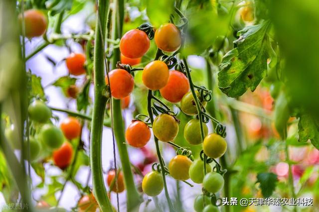 最近氨基酸又火了？氨基酸对氮磷钾的增效作用，农民：好用就行