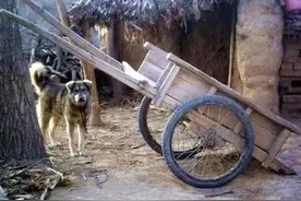 乡村乡情的记忆(14)农村的架子车图片