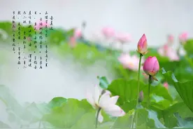 资治通鉴品读-第75篇-步步生莲图片