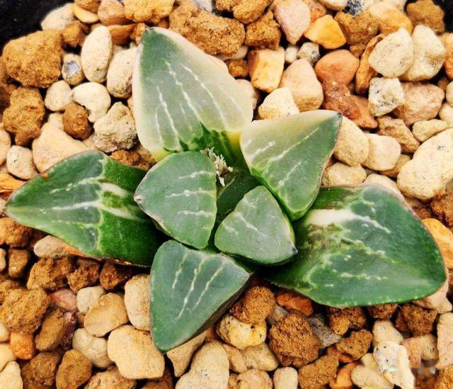 上海一盆名贵多肉被偷并已枯萎,什么多肉如此贵?