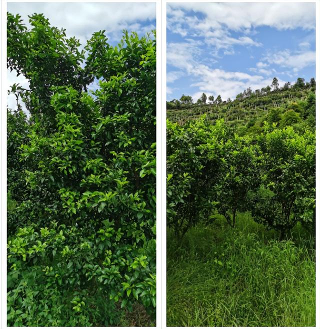 6鏈堢鐞嗭綔鑴辫偉涓ラ噸鑶ㄦ灉鎱㈡垚棣栬闂锛佹灉涓ぇ灏忓樊璺濆ぇ锛岃灗铏梾澶? onerror=