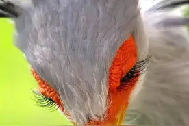 眼镜蛇的克星蛇鹫，吃蛇就像吃辣条一样，它是如何高智商猎蛇的？图片