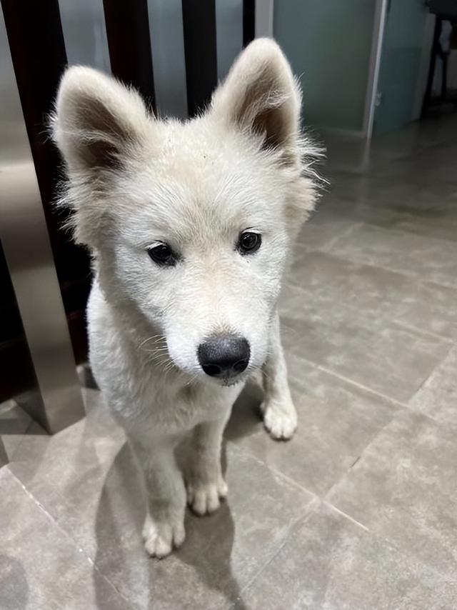 纯种萨摩耶如何挑选?看这几点,很多人的是串串