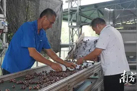 总产量1.68万吨！阳春夏威夷果采摘季顺利收官 | 阳春市夏威夷果产业园系列报道⑰图片