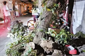 北京昨夜大风呼啸，多地树木被刮倒，双休日气温回升图片