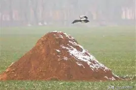 “积雪压坟，必出贵人，逢雨打灵，后代必穷”，到底是什么意思？图片