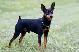 为什么“小鹿犬”越来越火？网友：养过就不想换了图片