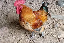 会下蛋的公鸡图片