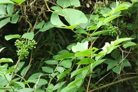 带你识别大血藤图片