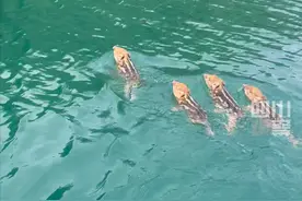 钓鱼佬偶遇“4只野猪游泳队”，网友：天蓬元帅会游泳是真的！图片