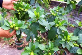 满头花苞的“栀子花”，迟迟不开花？“猫腻”在这里图片